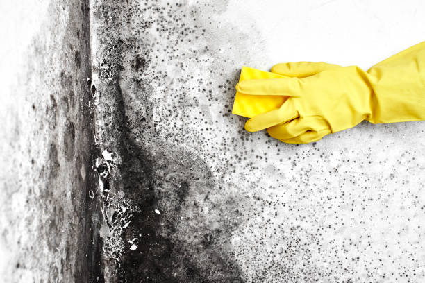 Best Bathroom Mold Remediation in Renville, MN
