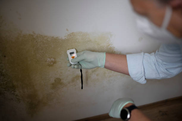 Best Mold Testing and Inspection Services in Renville, MN