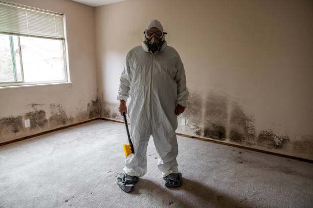 Best Residential Mold Remediation in Renville, MN