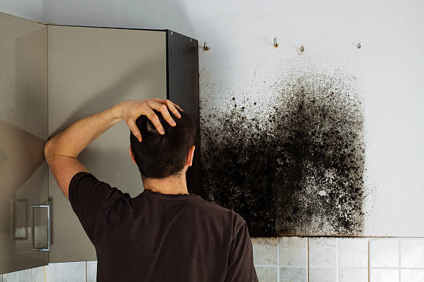 Best Insurance-Related Mold Remediation in Renville, MN