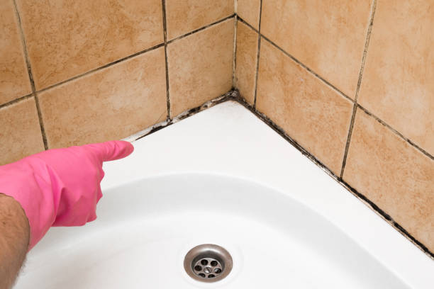 Best Attic Mold Remediation in Renville, MN
