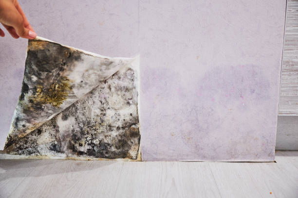 Professional Mold Remediation in Renville, MN